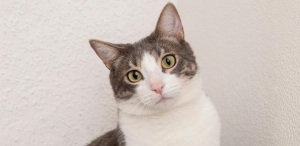 gastroenterite virale gatto