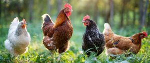 gallina pet