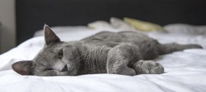 gatto anziano