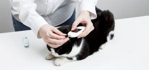 diabete nel gatto