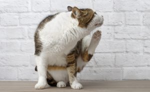 gatto pulci