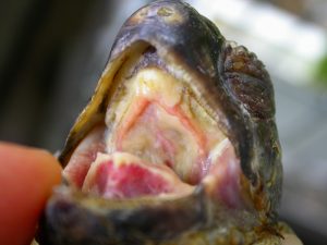 herpesvirus cheloni (2)