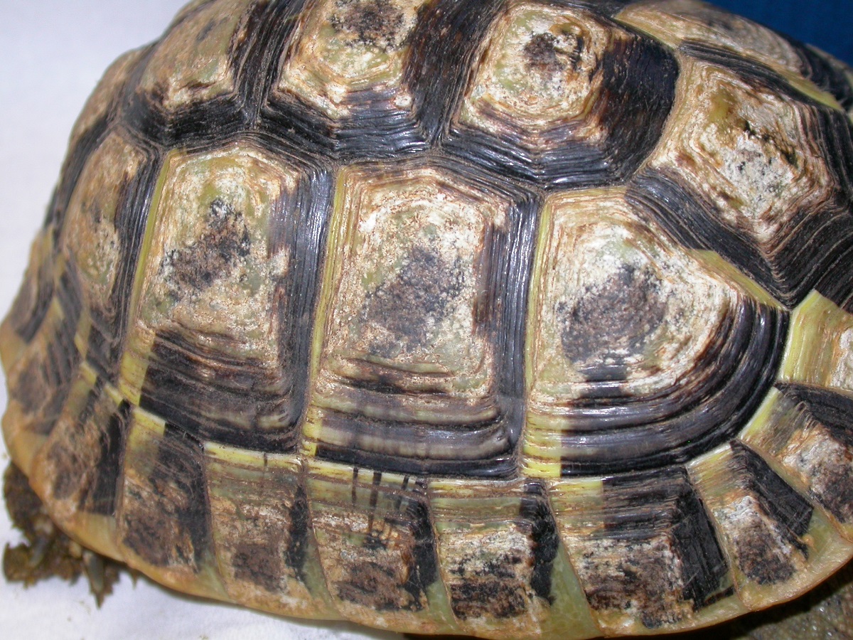 micosi corazza