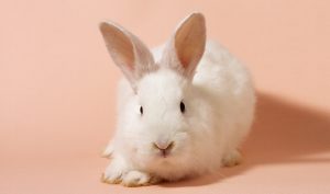 Mixomatosi