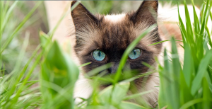 piante tossiche gatto