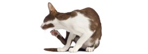prurito gatto