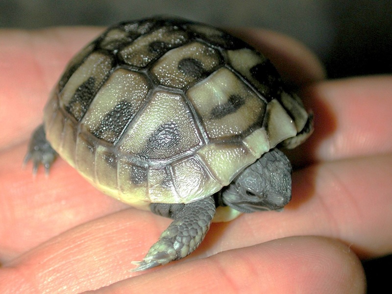 Testudo hermanni baby