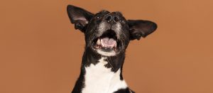 bronchite cronica cane