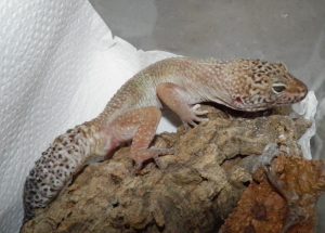 geco leopardo
