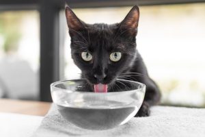 salute gatto