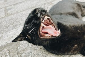 salute gatto
