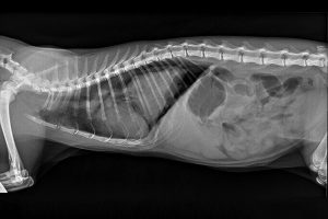 esame radiografico