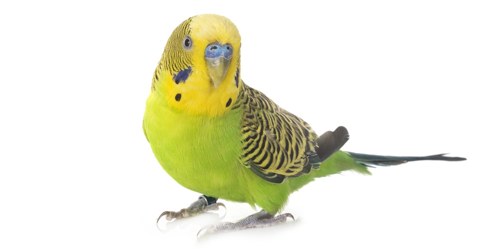 gotta uccelli