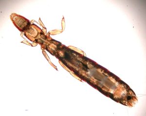 pidocchio del piccione