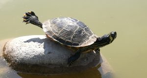 tartarughe acquatiche