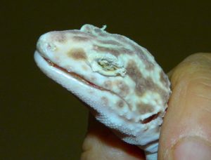 geco disecdisi muta alterata