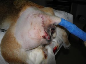 lipoma cane