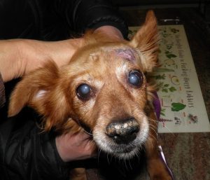 tumore testa cane